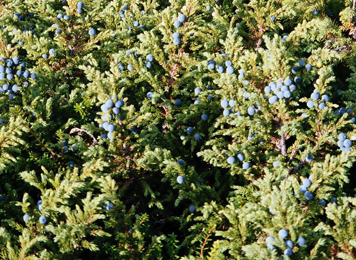 Изображение особи Juniperus sibirica.