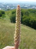 Orostachys spinosa