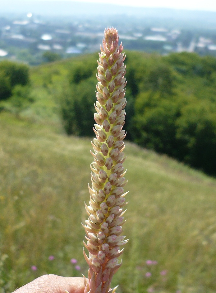 Изображение особи Orostachys spinosa.