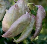 Colutea arborescens. Плоды. Германия, г. Дюссельдорф, Ботанический сад университета. 03.07.2014.