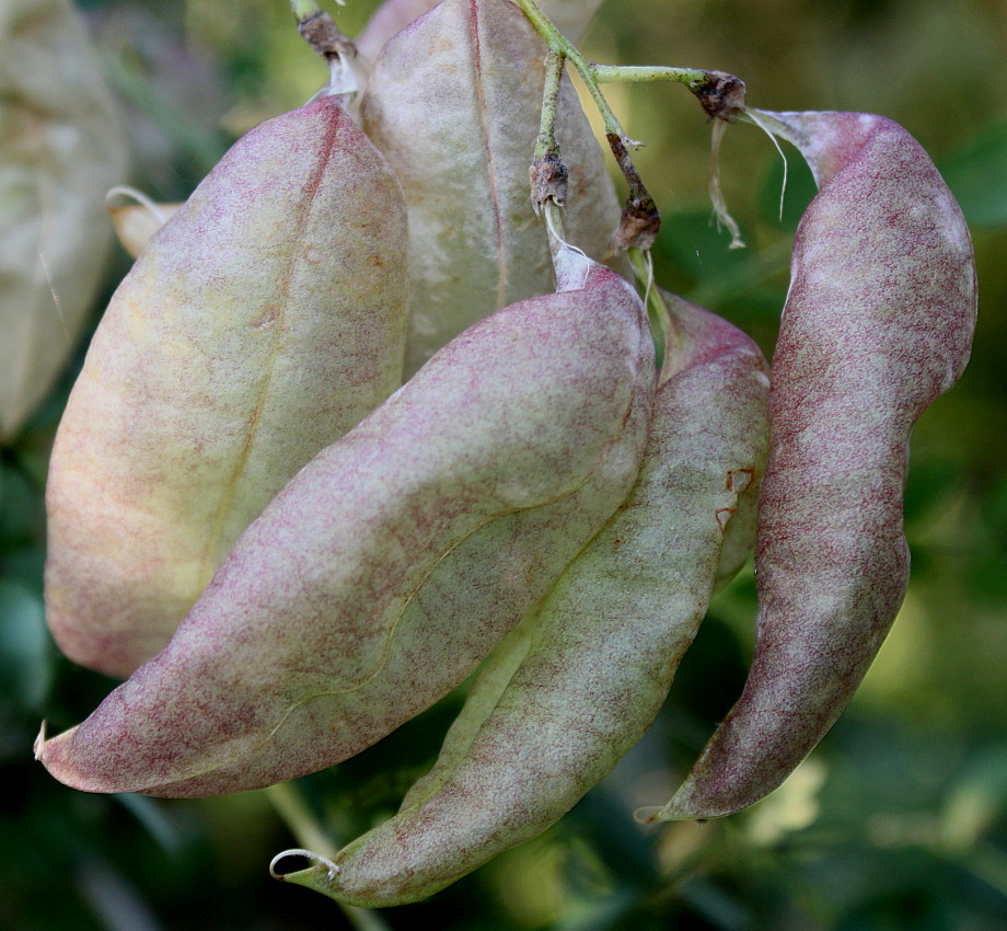 Image of Colutea arborescens specimen.