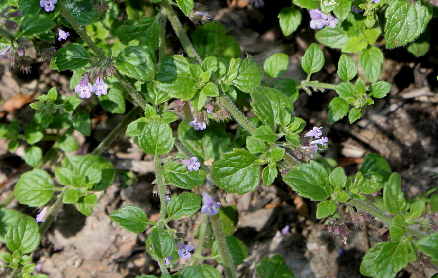 Изображение особи Clinopodium nepeta.