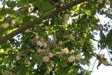 Ostrya carpinifolia