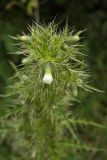 Cirsium candelabrum