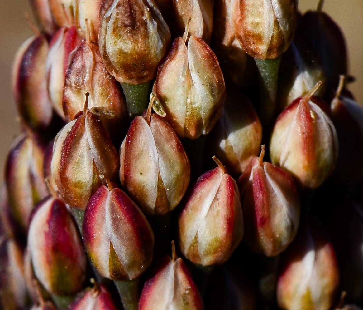 Image of Allium curtum specimen.