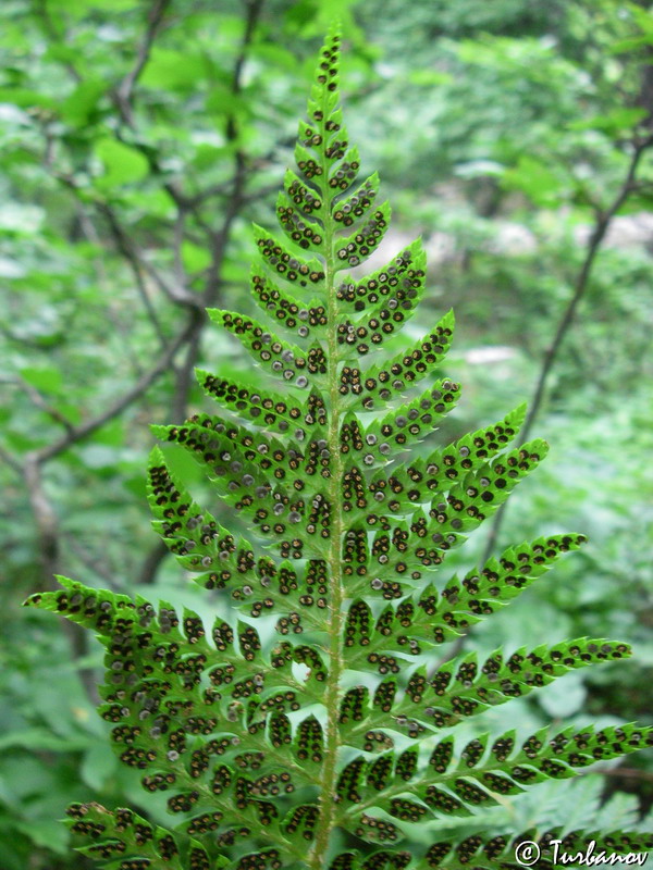 Image of Polystichum aculeatum specimen.