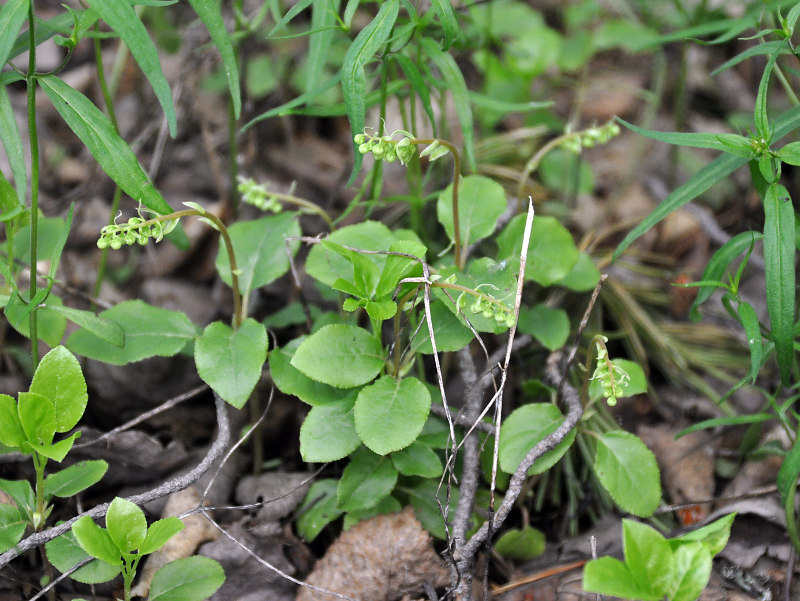 Изображение особи Orthilia secunda.