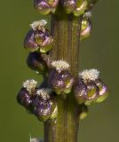 Triglochin maritima