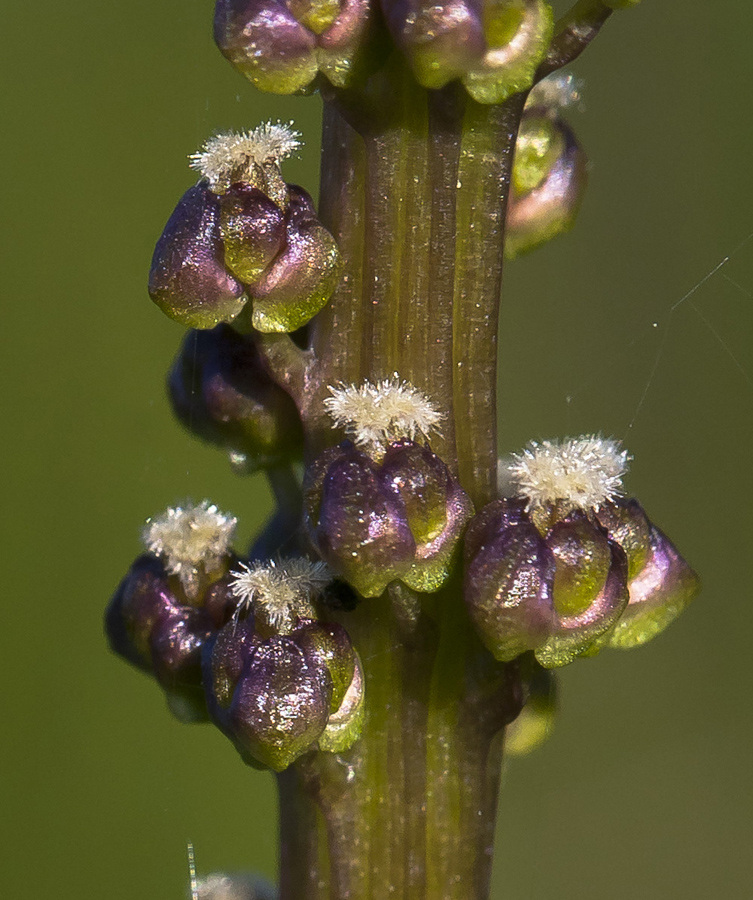 Image of Triglochin maritima specimen.