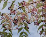 Aralia elata