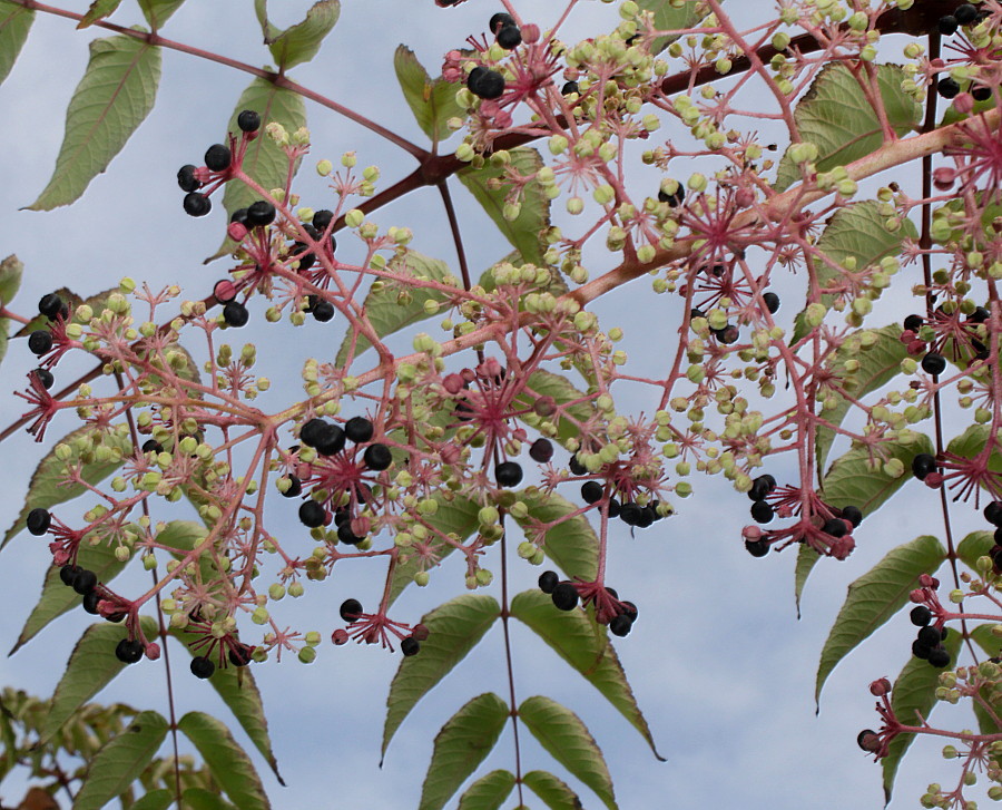 Изображение особи Aralia elata.