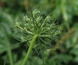 Daucus sativus