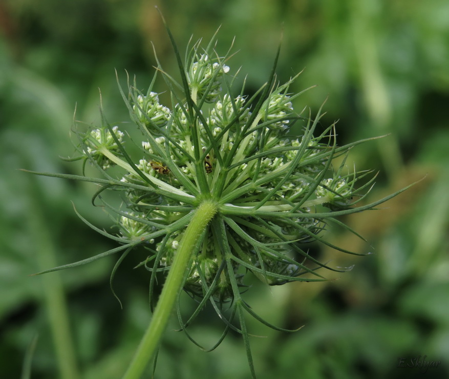 Image of Daucus sativus specimen.