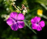 Dianthus fischeri. Цветки, бутоны и отцветший цветок. Московская обл., Раменский р-н, окр. ж.-д. платформы Хрипань, залежь. 01.07.2014.
