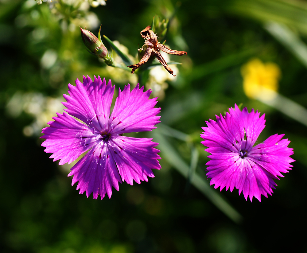 Image of Dianthus fischeri specimen.
