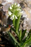 Polygala comosa