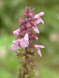 Stachys palustris