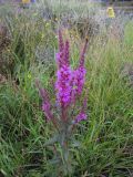 Lythrum salicaria