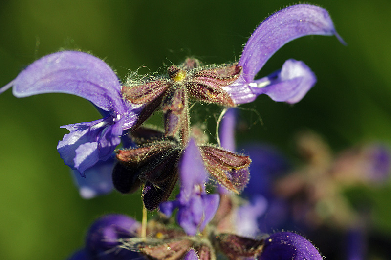 Изображение особи Salvia pratensis.