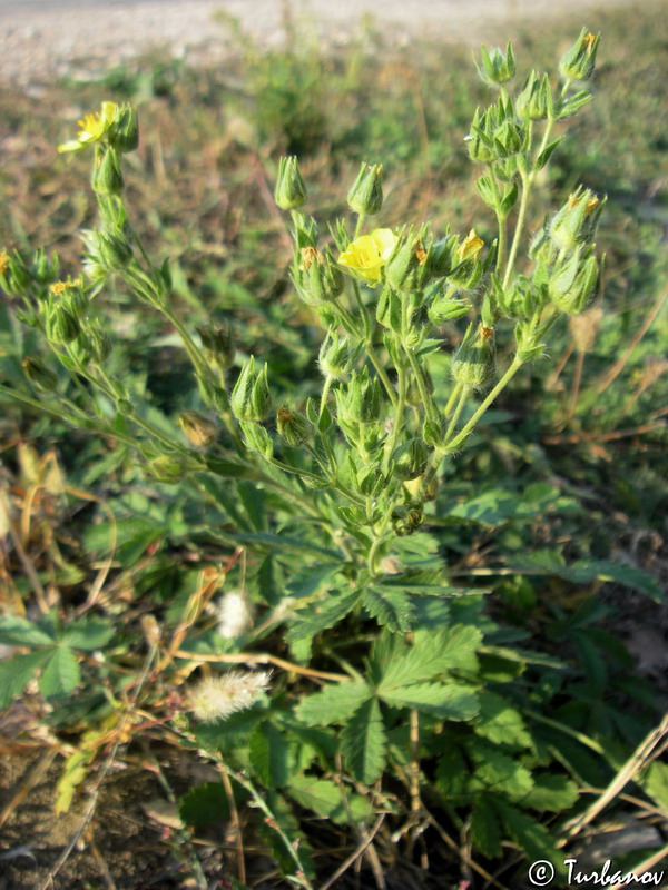 Изображение особи Potentilla callieri.