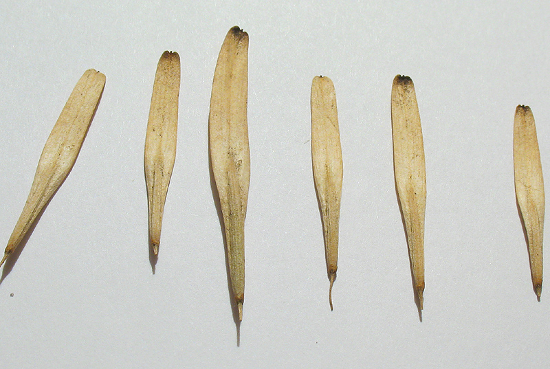 Image of Fraxinus pennsylvanica specimen.
