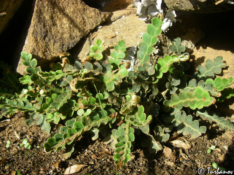 Image of Ceterach officinarum specimen.