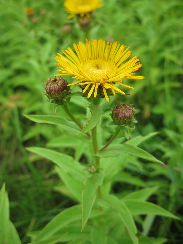 Изображение особи Inula salicina.