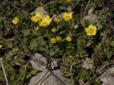 Ranunculus polyrhizos
