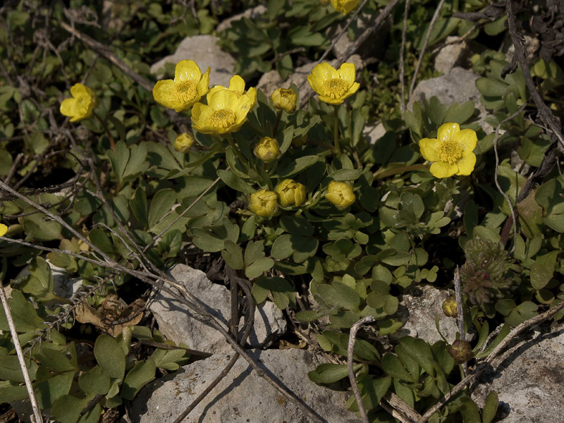 Image of Ranunculus polyrhizos specimen.