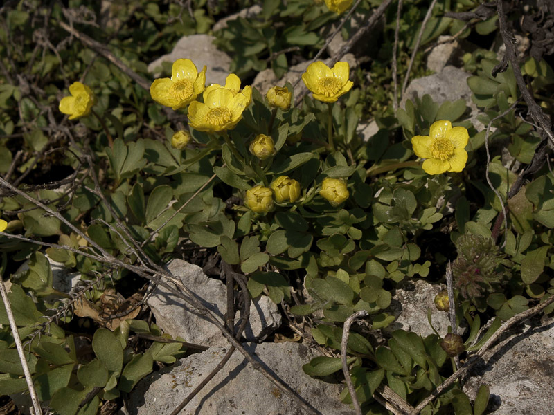 Изображение особи Ranunculus polyrhizos.