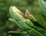 Ranunculus acris