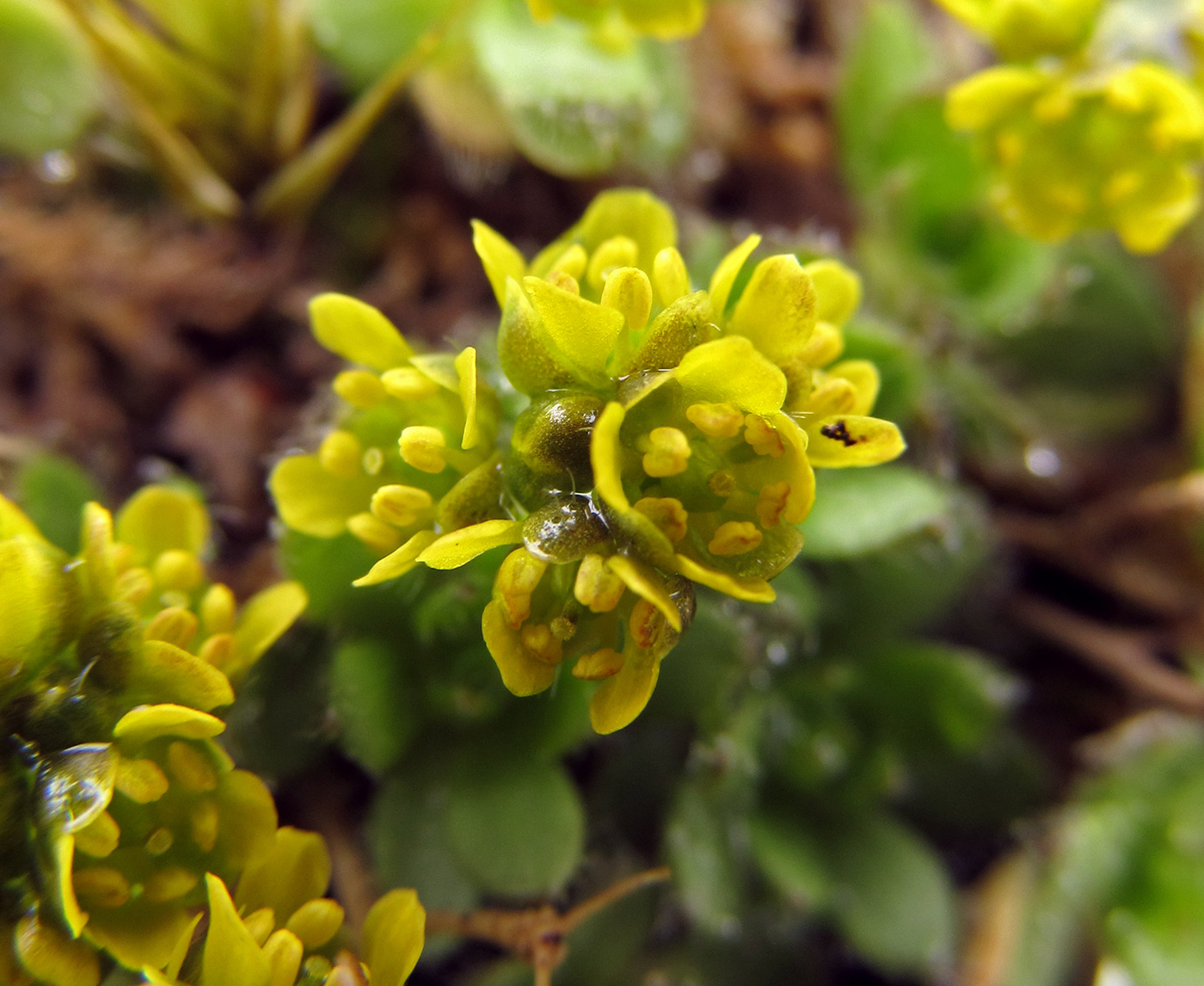 Изображение особи Draba aleutica.