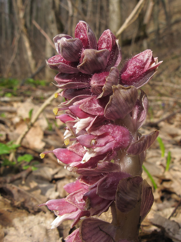 Image of Lathraea squamaria specimen.