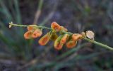 Reseda lutea