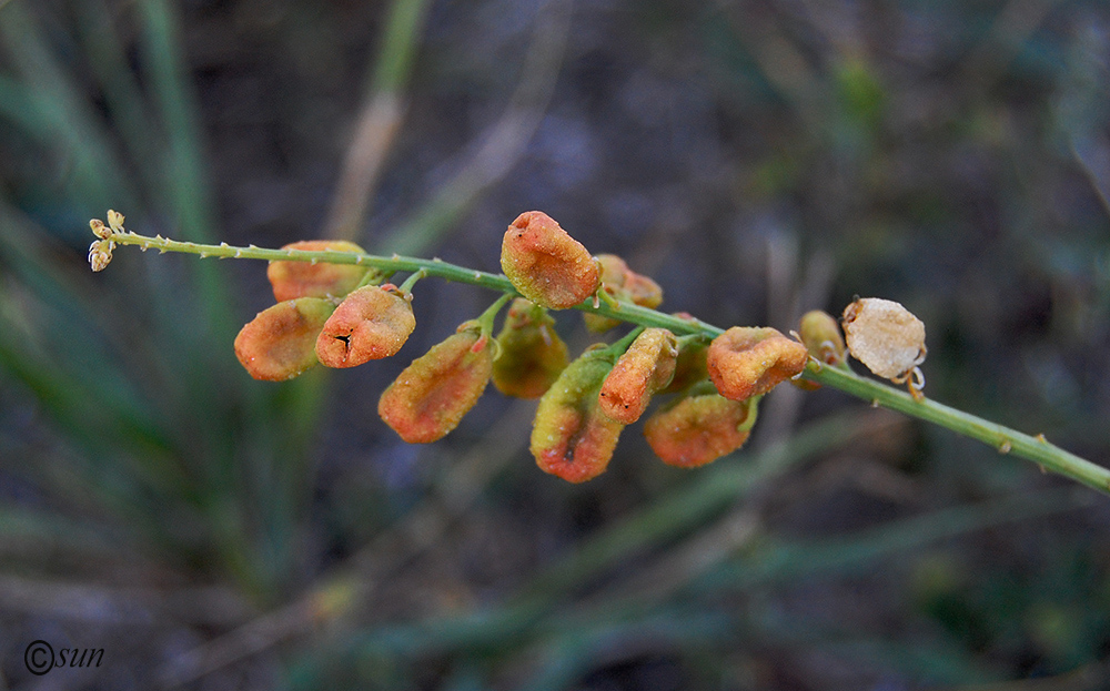 Image of Reseda lutea specimen.