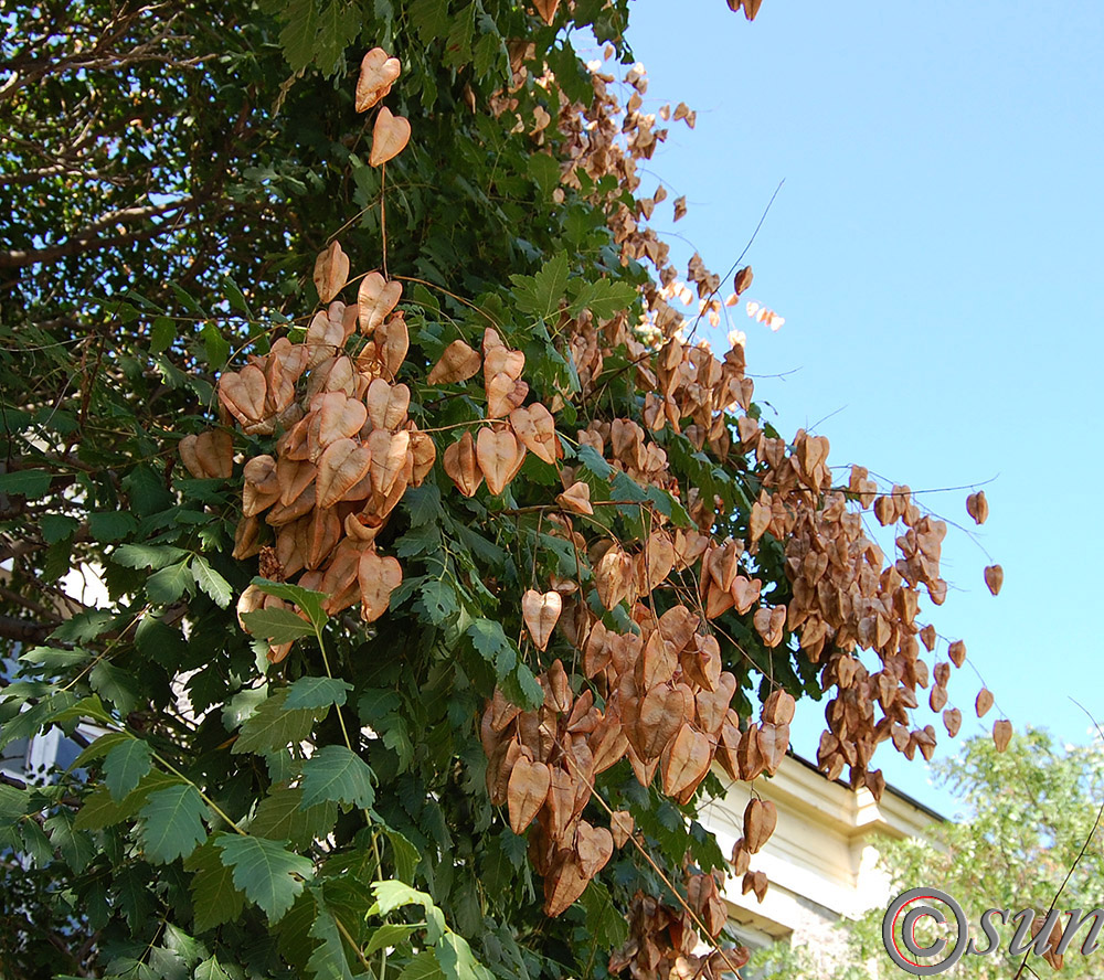 Image of Koelreuteria paniculata specimen.