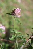Trifolium pratense
