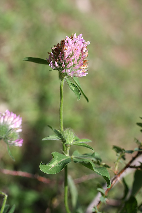 Image of Trifolium pratense specimen.