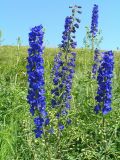 Delphinium dictyocarpum