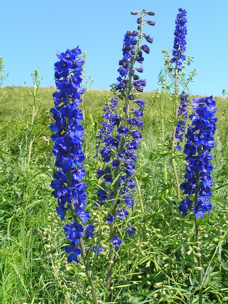 Image of Delphinium dictyocarpum specimen.