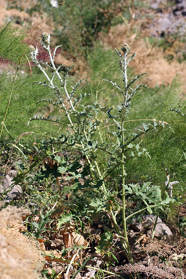 Изображение особи Echinops talassicus.