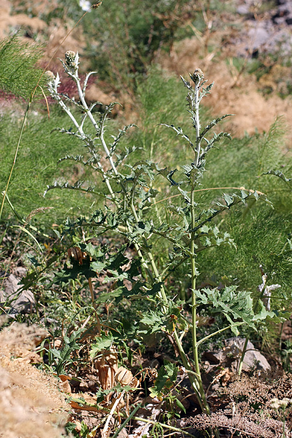 Image of Echinops talassicus specimen.