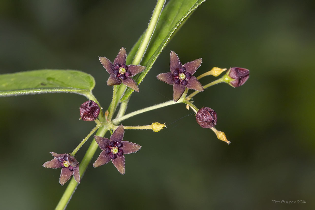 Изображение особи Vincetoxicum scandens.