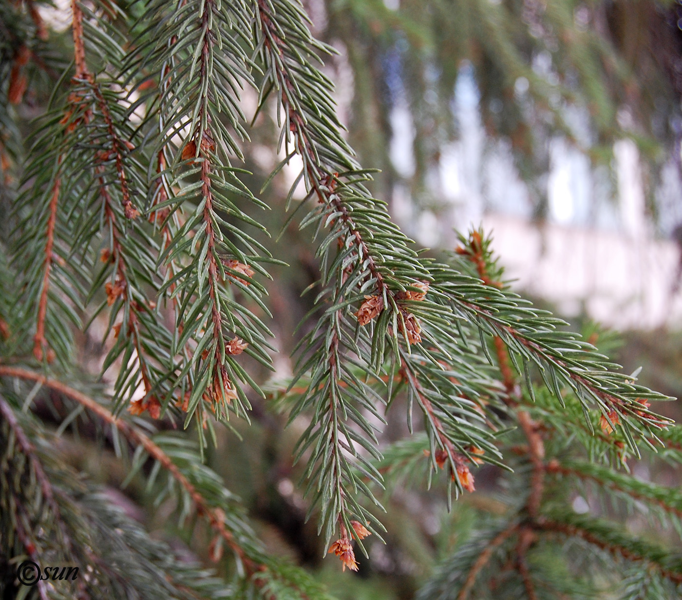 Изображение особи Picea abies.