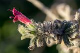 Echium angustifolium