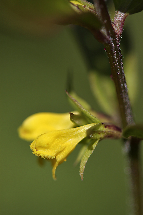 Image of Melampyrum sylvaticum specimen.