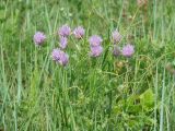 Allium schoenoprasum