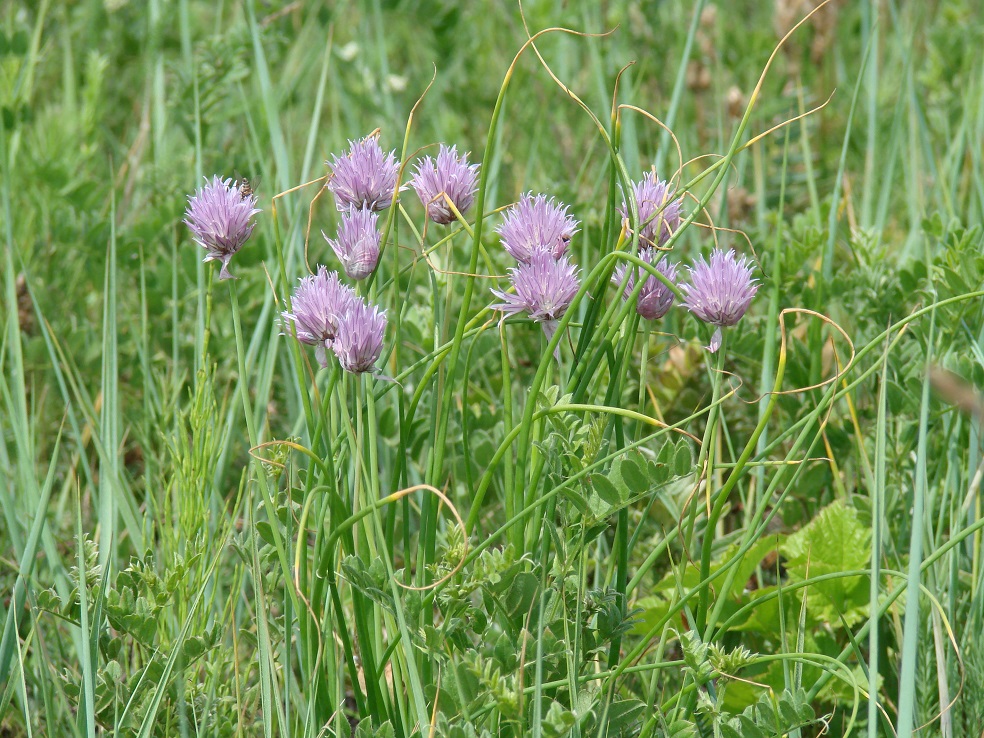 Изображение особи Allium schoenoprasum.