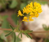 Medicago falcata. Часть побега с соцветием. Кыргызстан, Нарынская обл., правый берег р. Нарын, окр. с. Таш-Башат, вахтовый пос. 09.06.2015.