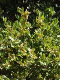 Quercus agrifolia. Ветви с соцветиями. США, Калифорния, Санта-Барбара, ботанический сад. 18.02.2014.